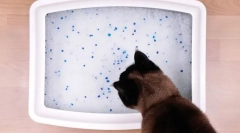 Kako pogosto naj kak mačka?